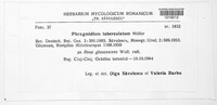 Phragmidium tuberculatum image